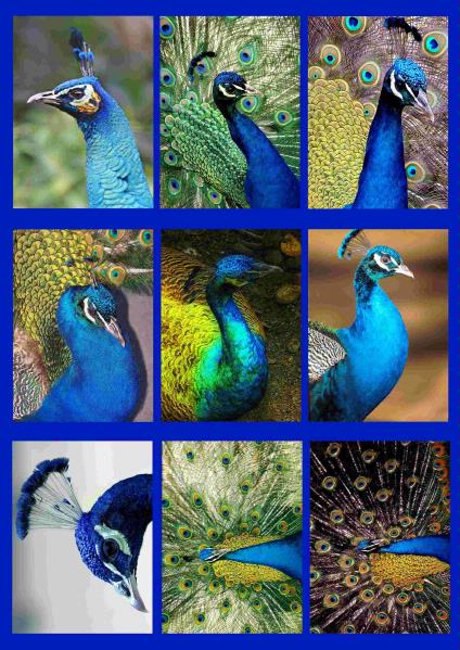 Fabulous Peacock Papers Set 1 Toppers & Backers - 11 Pages to Download